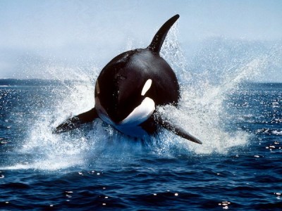 killerwhale