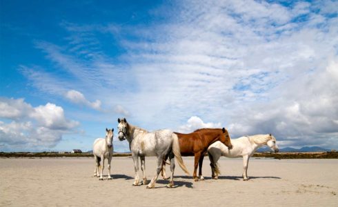 mustang horses making a comeback
