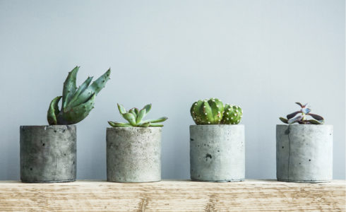 post-how-to-use-houseplants-to-decorate-your-home