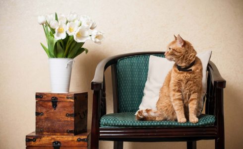 post-why-you-should-never-leave-your-cat-alone