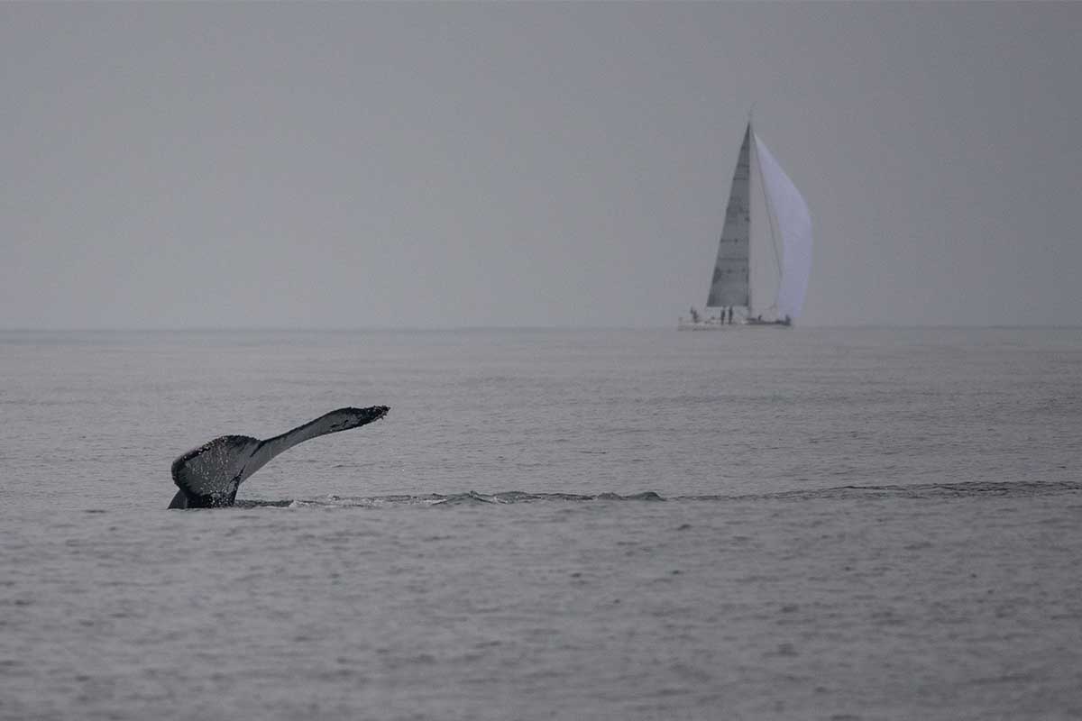 Baleilas-em-Ilhabela-Semana-de-Vela