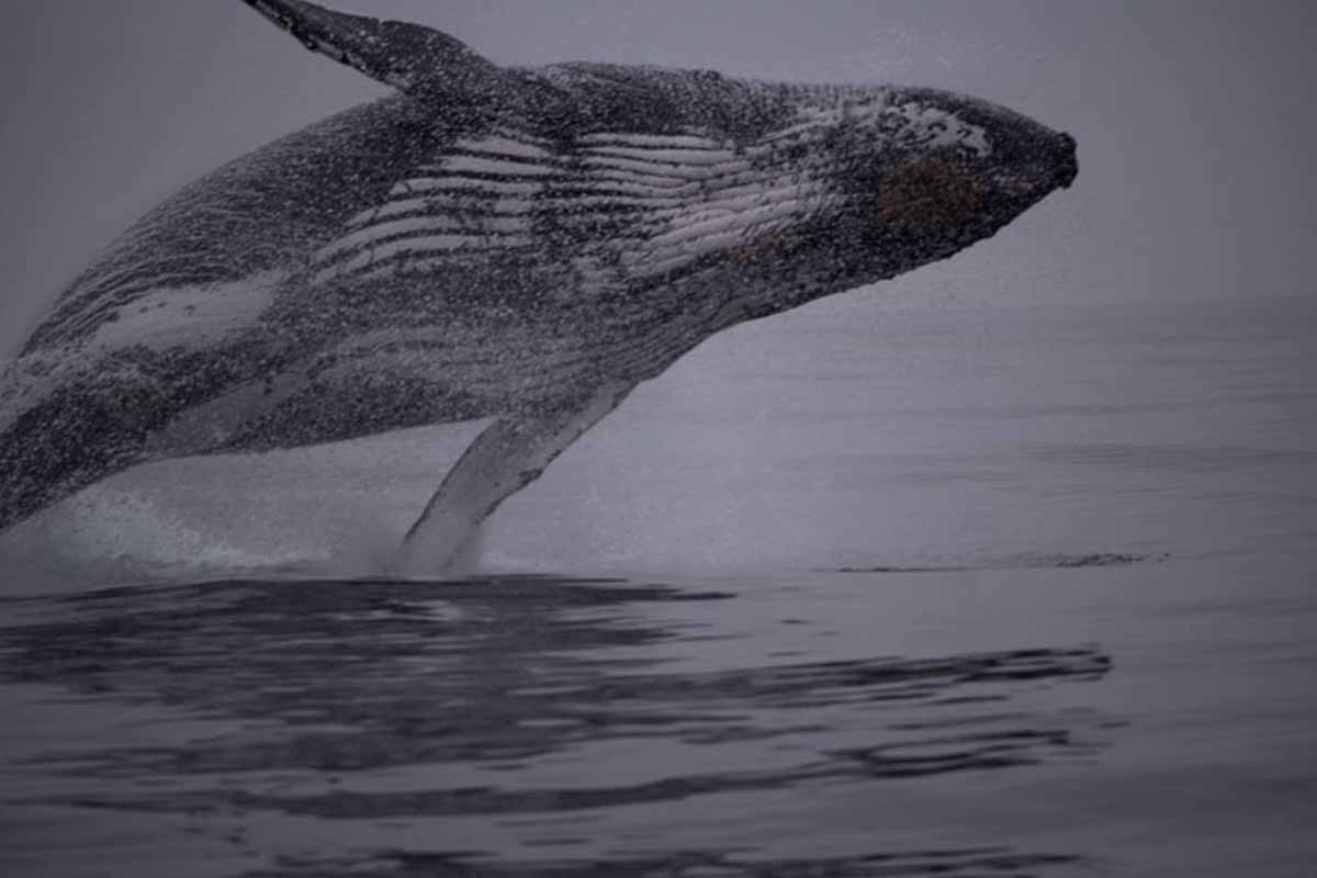 Semana de Vela de Ilhabela na companhia de baleias boat shopping