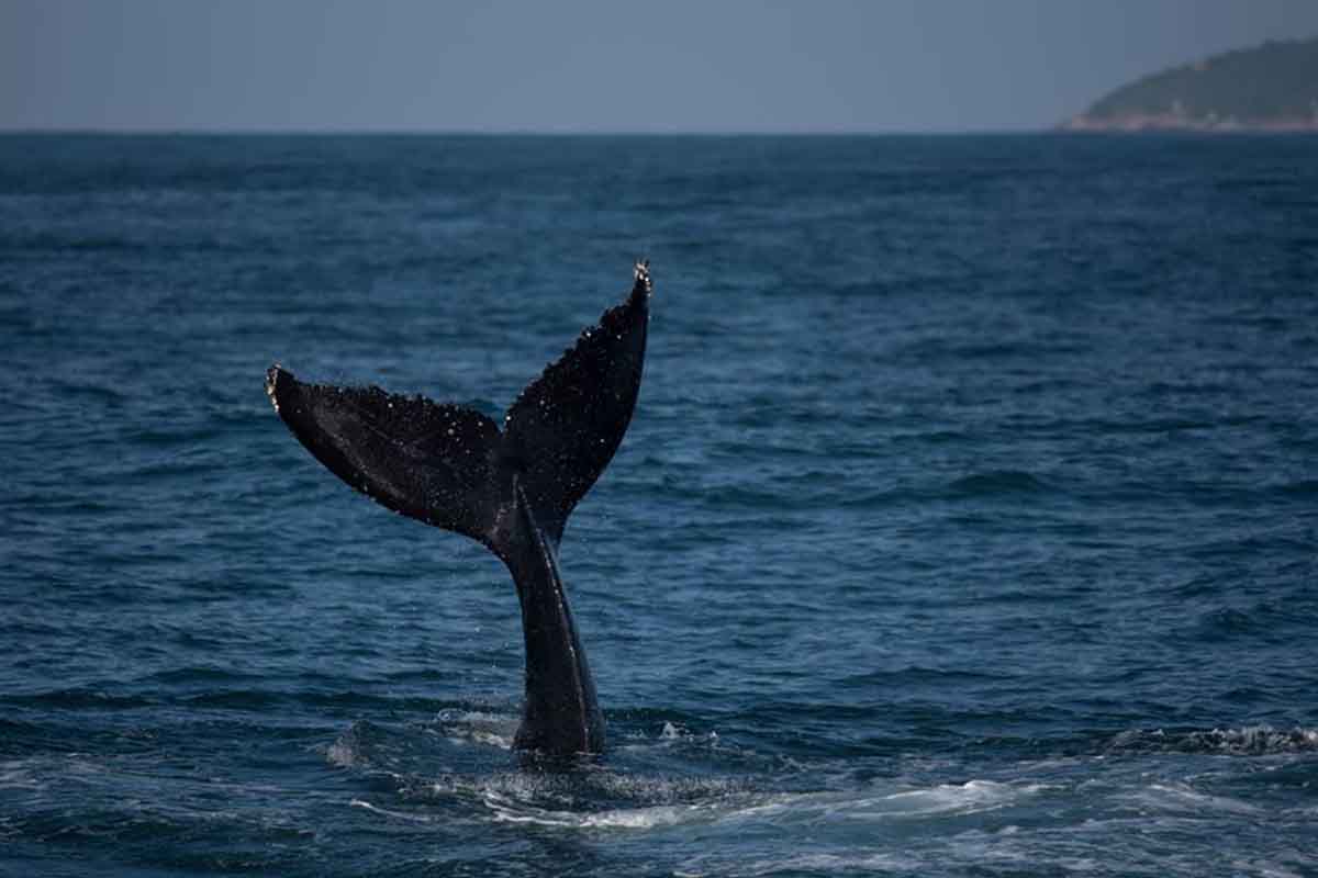 Semana de Vela de Ilhabela na companhia de baleias boat shopping