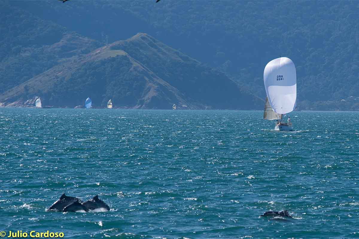 golfinhos na semana de vela - boat shopping