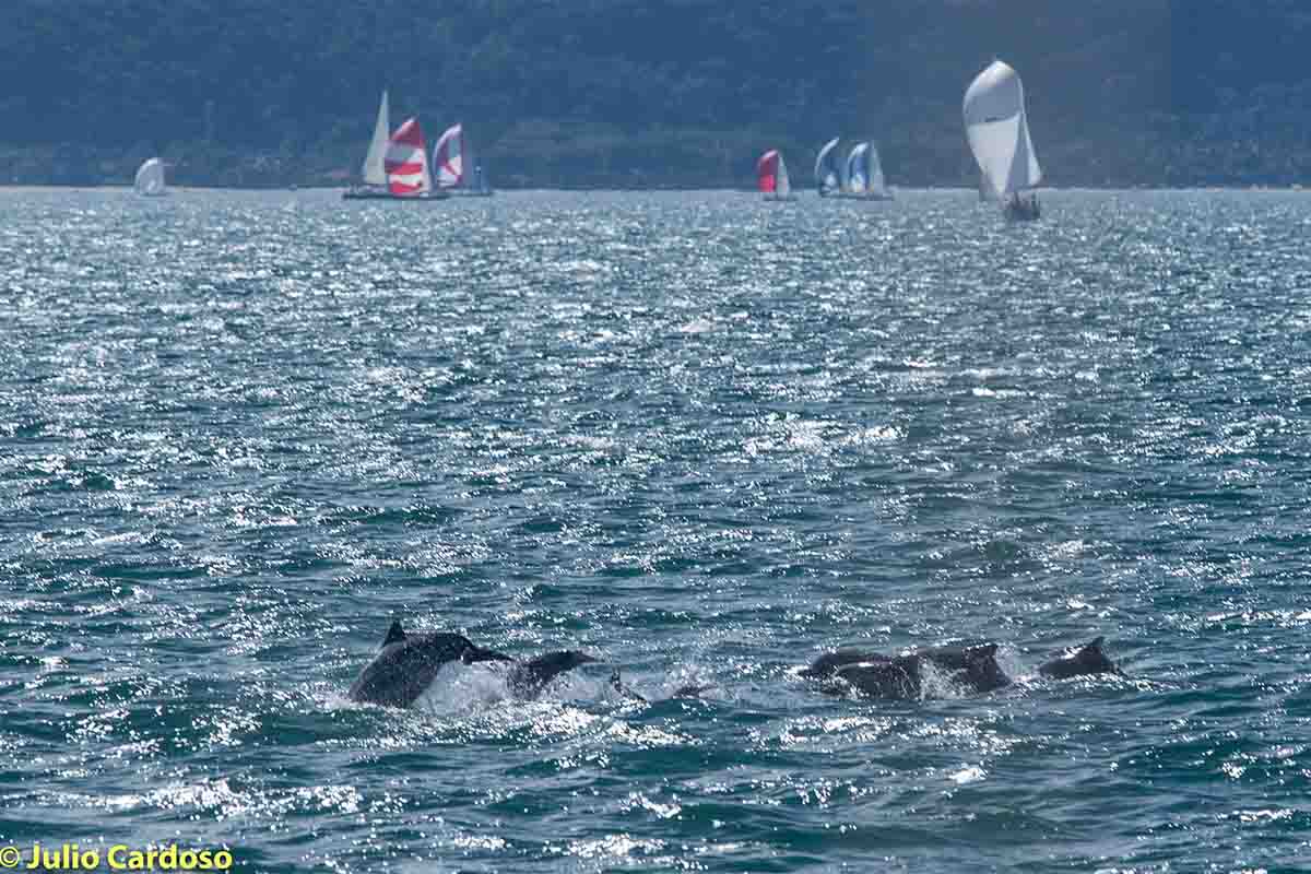 golfinhos na semana de vela - boat shopping