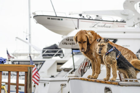Animais-a-bordo-boatshopping-1