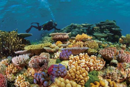 Barreira-de-corais-australiana-boatshopping-1