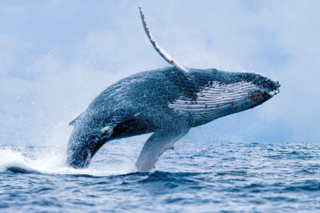 baleia-jubarte-salta-em-barco-na-australia-boatshopping