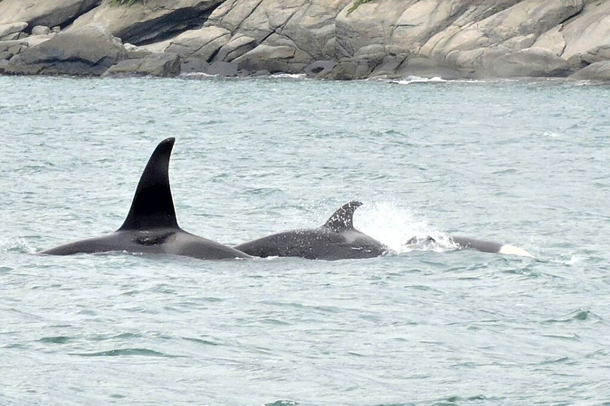 orcas na ilhabela - boat shopping