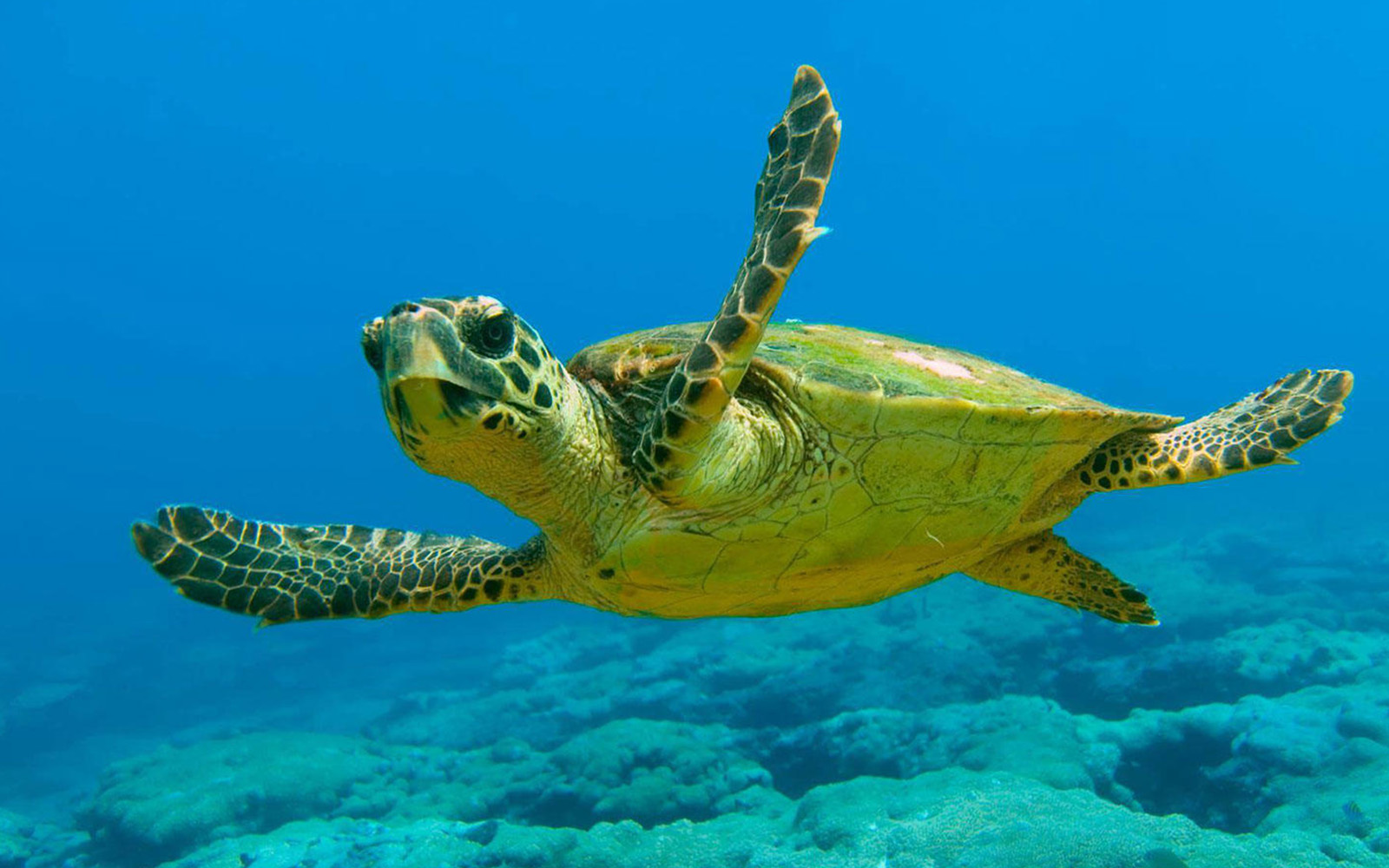 Os 11 Melhores Lugares para Nadar e Mergulhar com Tartarugas Marinhas